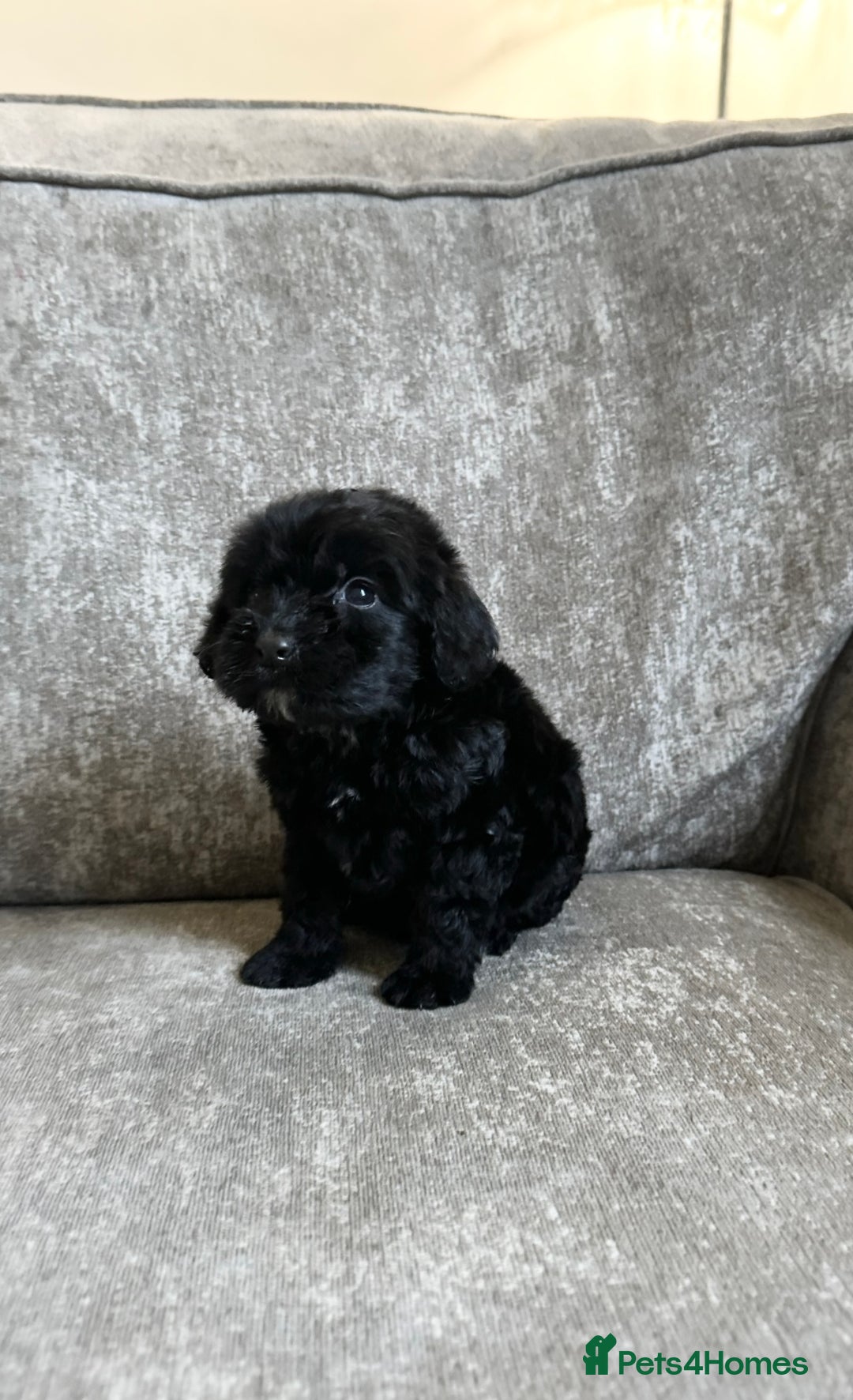 Cockapoo dogs for sale: Cockapoos looking for forever homes - Advert 8