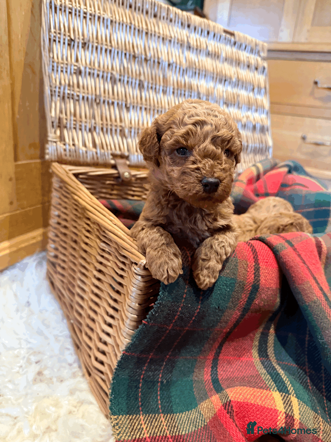 Miniature Poodle dogs for sale: Pedigree KC Registered Miniature Poodle Pups  - Advert 8