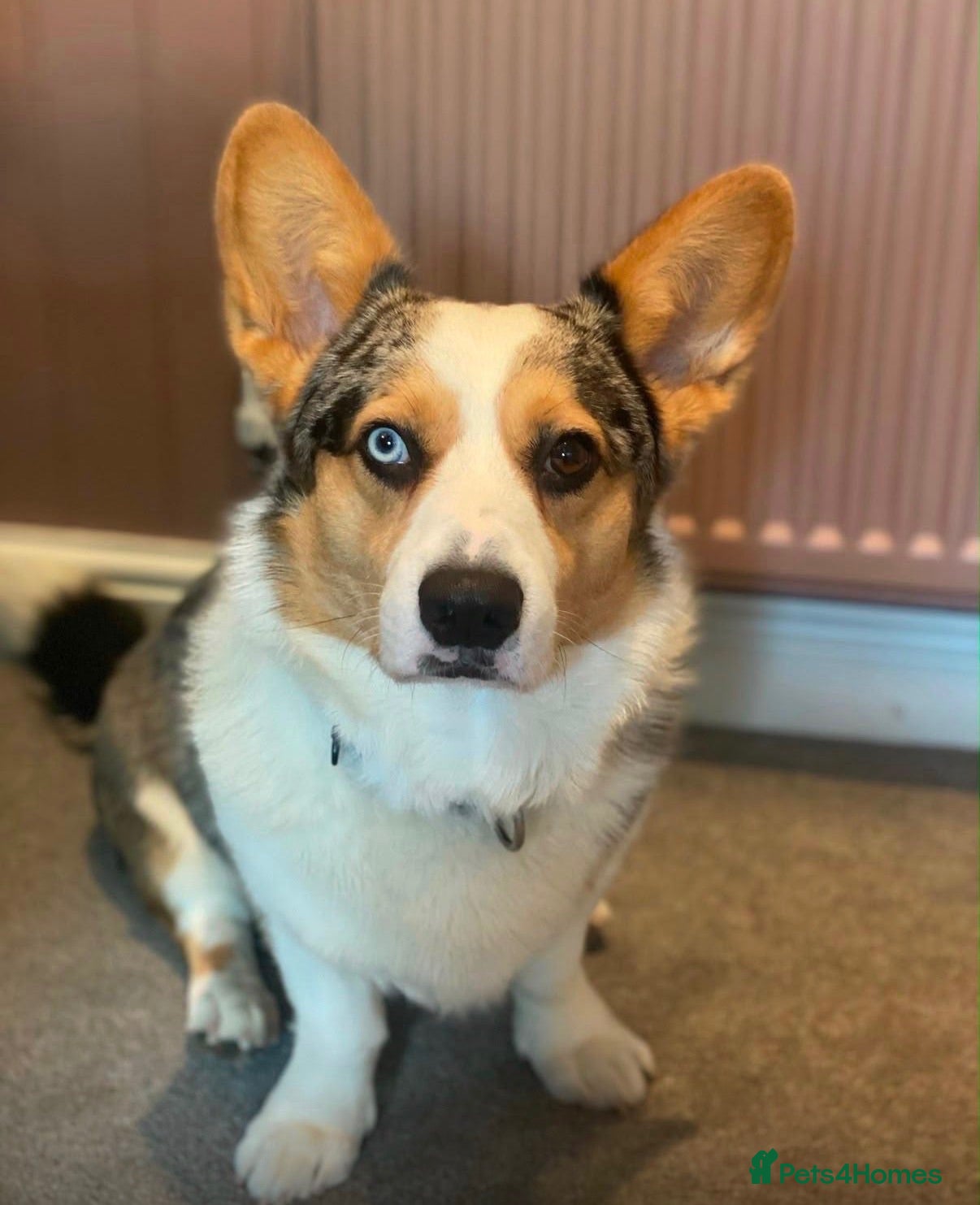 Welsh Corgi Cardigan dogs Merle Welsh Cardigan Corgi - Advert 2