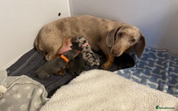 Miniature Dachshund dogs for sale: Miniature dachshund pups  - Image 16