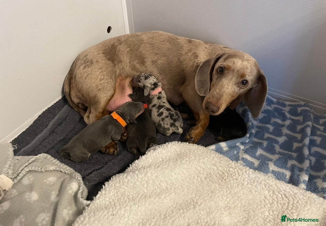 Miniature Dachshund dogs for sale: Miniature dachshund pups  - Image 16