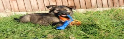 German Shepherd dogs for sale: German shepherd puppies working line - Advert 10