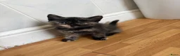 Mixed Breed cats for sale: Beautiful kittens looking for their forever homes - Advert 4