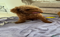 Cockapoo dogs for sale: F1bb petite cockerpoos  - Image 16