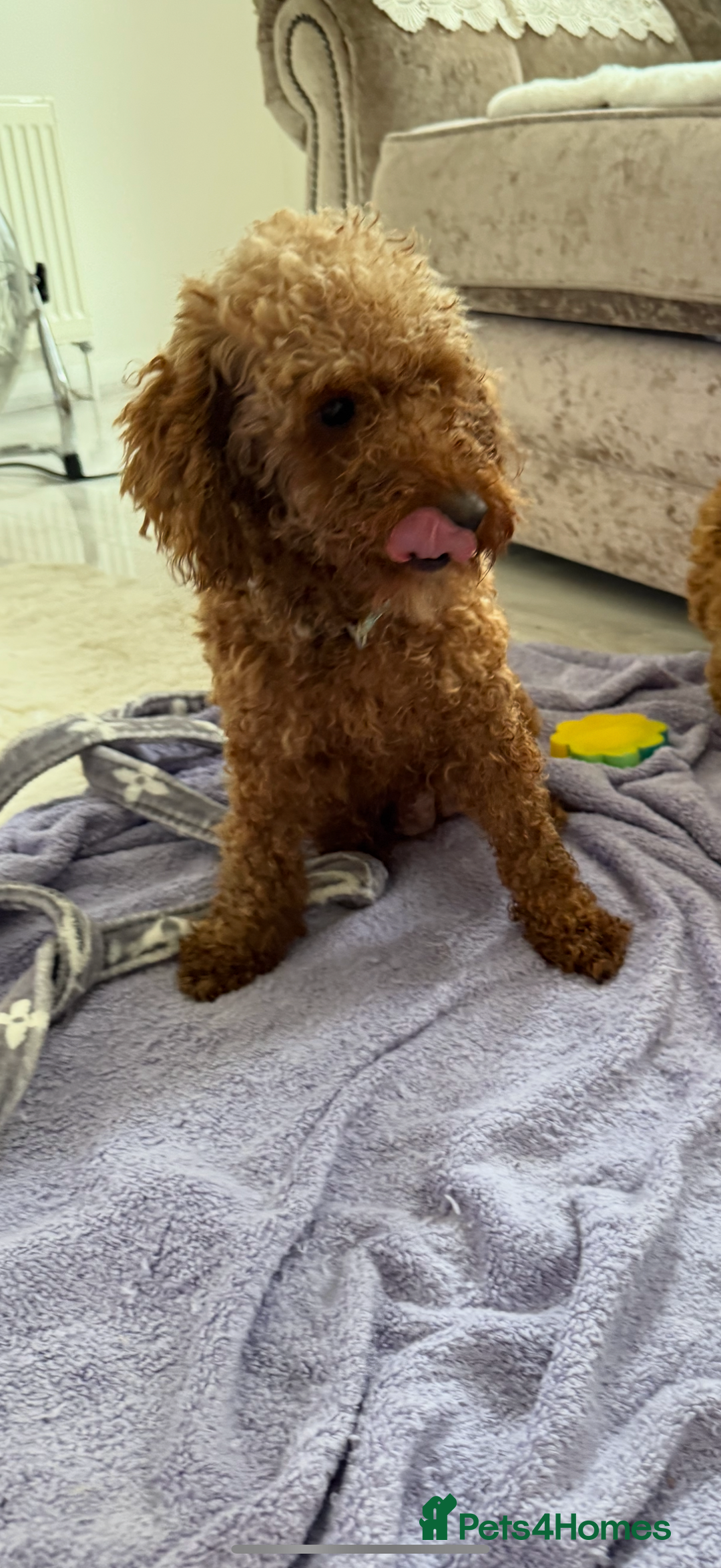 Cockapoo dogs for sale: F1bb petite cockerpoos  - Image 16