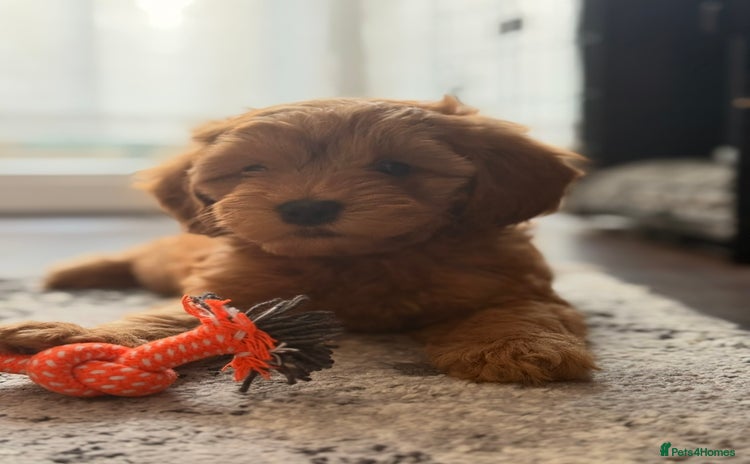 Cavapoo dogs - Advert 7