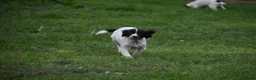 English Springer Spaniel dogs for sale: Working English springer spaniels  - Advert 21