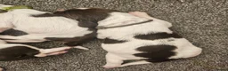 English Springer Spaniel dogs for sale: English springer puppies  - Advert 4
