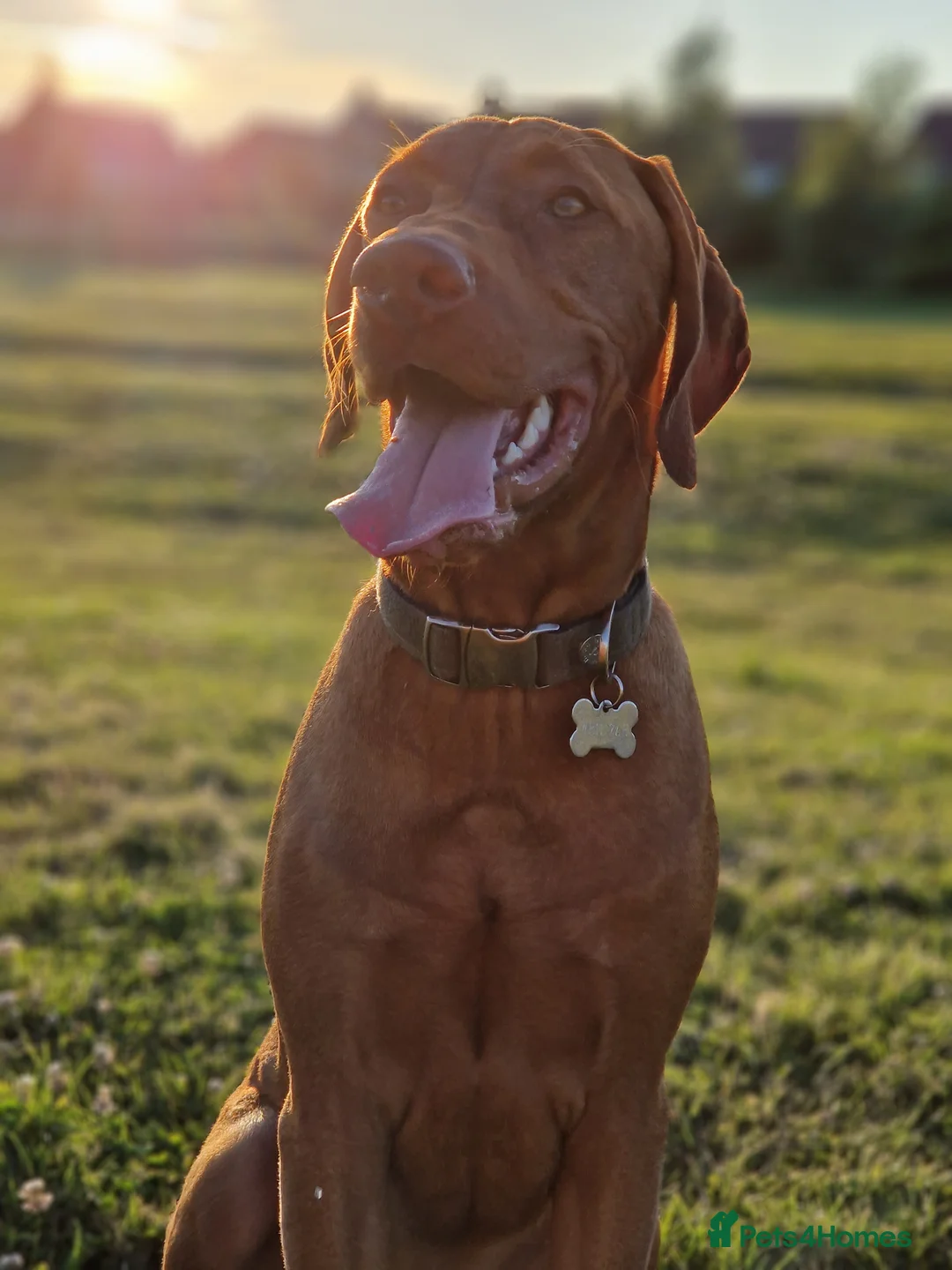 Hungarian Vizsla dogs for stud: Proven Hungarian Vizsla Stud Kronstaar Escobar - Advert 5