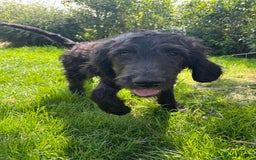 Goldendoodle dogs for sale:  F1b golden doodle puppies ready to go.  in Llandeilo - Image 13
