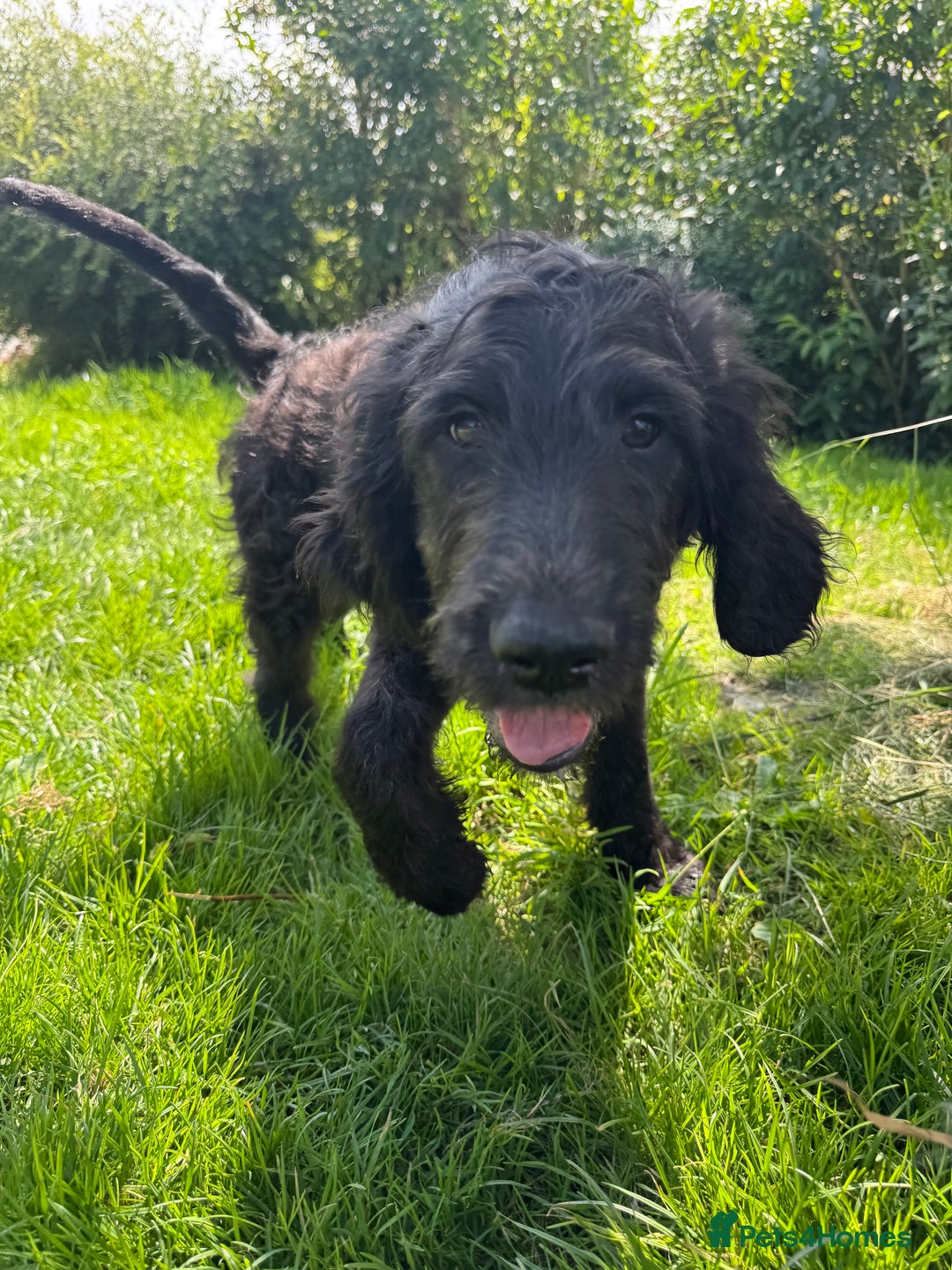 Goldendoodle dogs for sale:  F1b golden doodle puppies ready to go.  in Llandeilo - Image 13