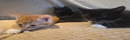 Mixed Breed cats for sale: 5 mixed breed kittens available - Advert 15