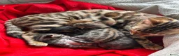 Bengal cats for sale: Beautiful Bengal Kittens – Ready for Loving Homes in Milton Keynes - Advert 3