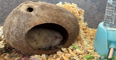 Hamster rodents - Advert 4