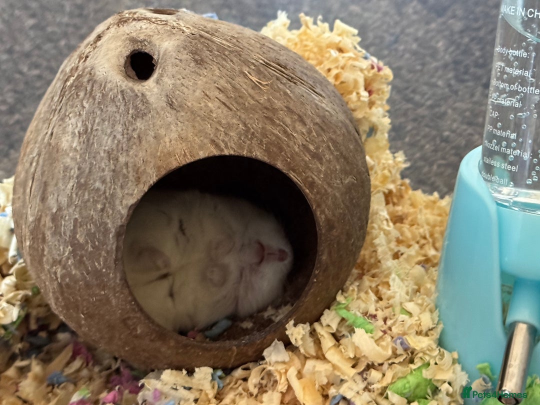 Hamster rodents for sale: Male dwarf hamster  - Image 3