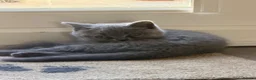 British Shorthair cats for sale: BRITISH SHORTHAIR KITTENS  - Advert 2