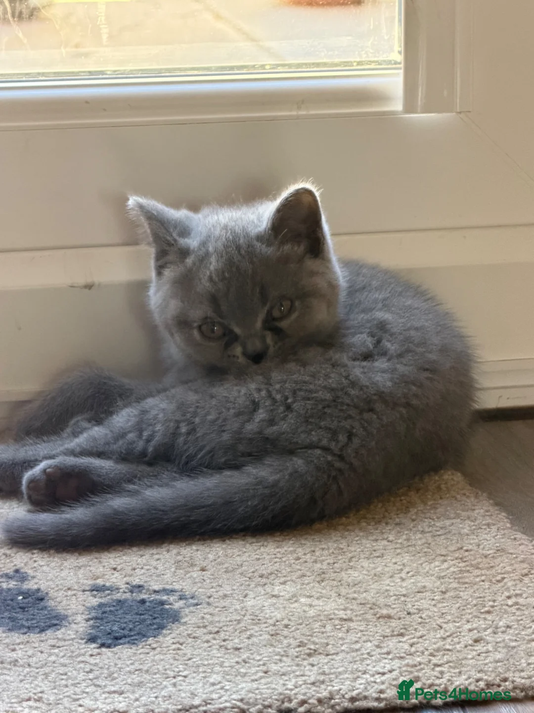 British Shorthair cats for sale: BRITISH SHORTHAIR KITTENS  - Advert 2
