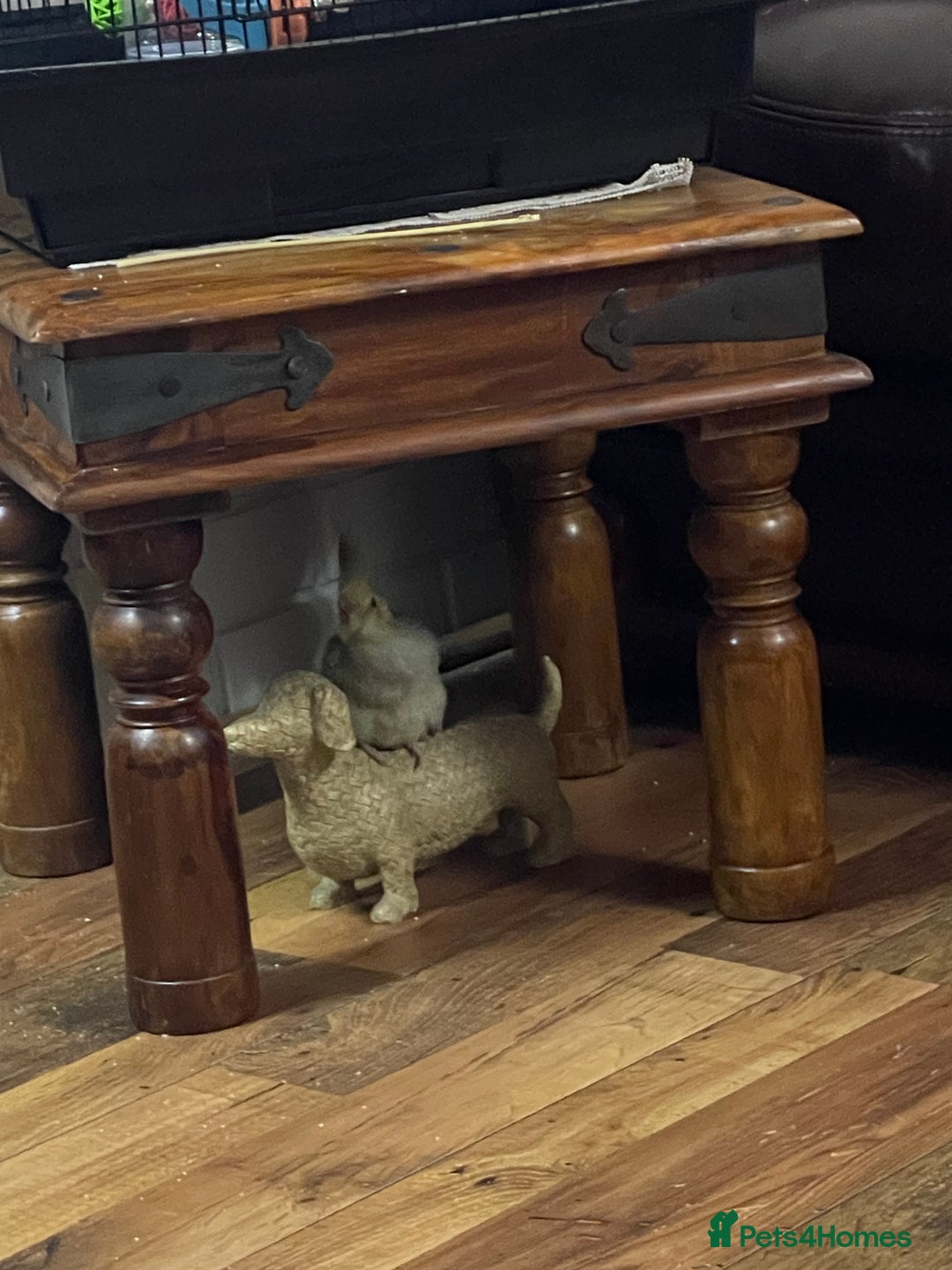 Cockatiels birds for sale: Baby pearl cockatiel hand tame and friendly  - Advert 9