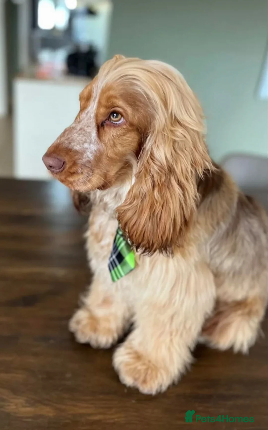 Cocker Spaniel dogs for sale: Sable Show Cocker Spaniels  - Advert 8