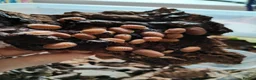 Isopods invertebrates for sale: Isopods Cubaris Ardentiella Sinodillo Spherillo  in Telford - Advert 16