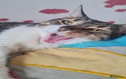 Mixed Breed cats for adoption: Lovely and fun Kito looking for a warm home <3 - Image 8