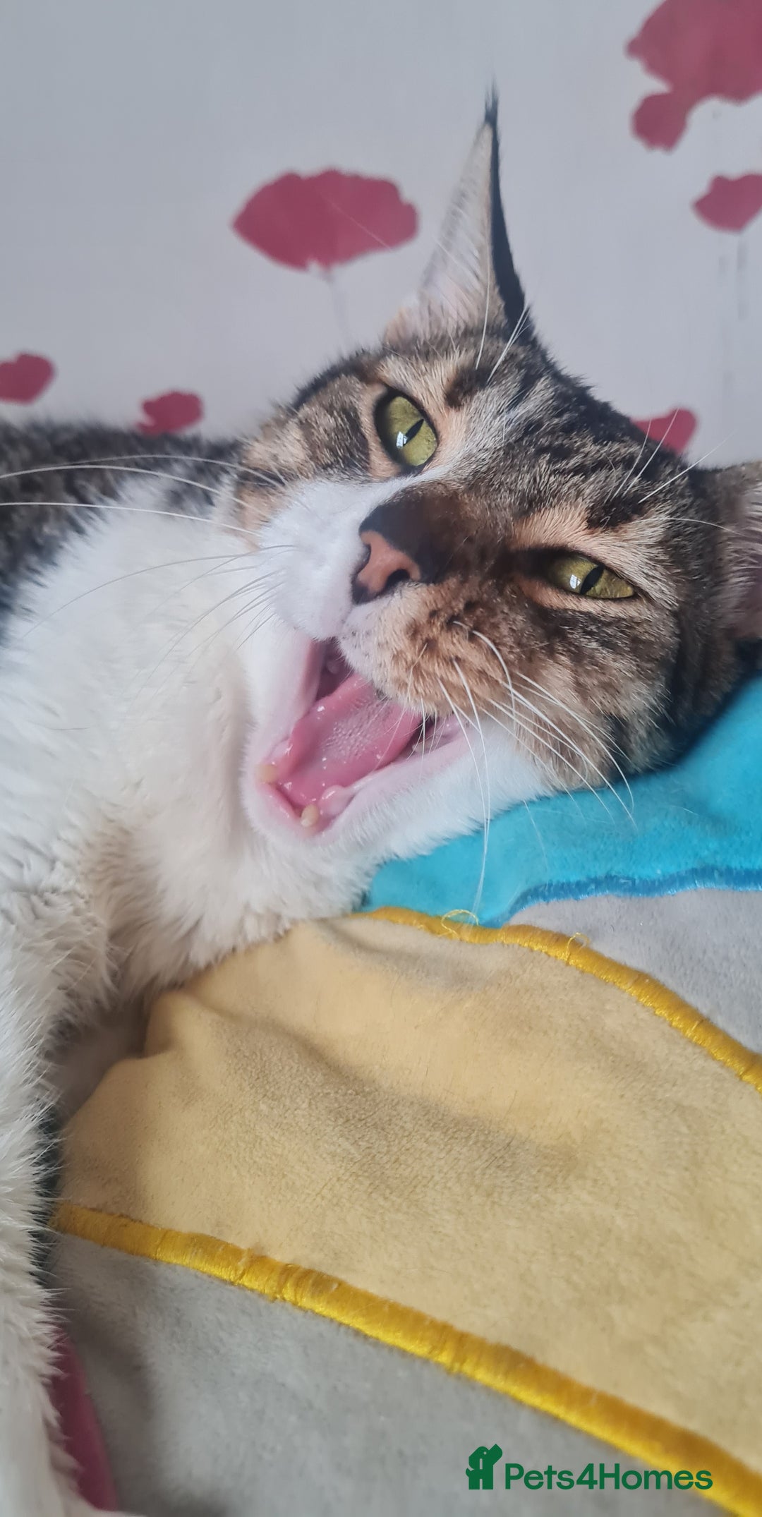 Mixed Breed cats for adoption: Lovely and fun Kito looking for a warm home <3 - Image 8