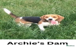 Beagle dogs for stud: Archie - Quality Proven KC Stud Dog in Plymouth - Image 13