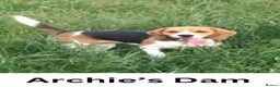 Beagle dogs for stud: Archie - Quality Proven KC Stud Dog in Plymouth - Advert 13