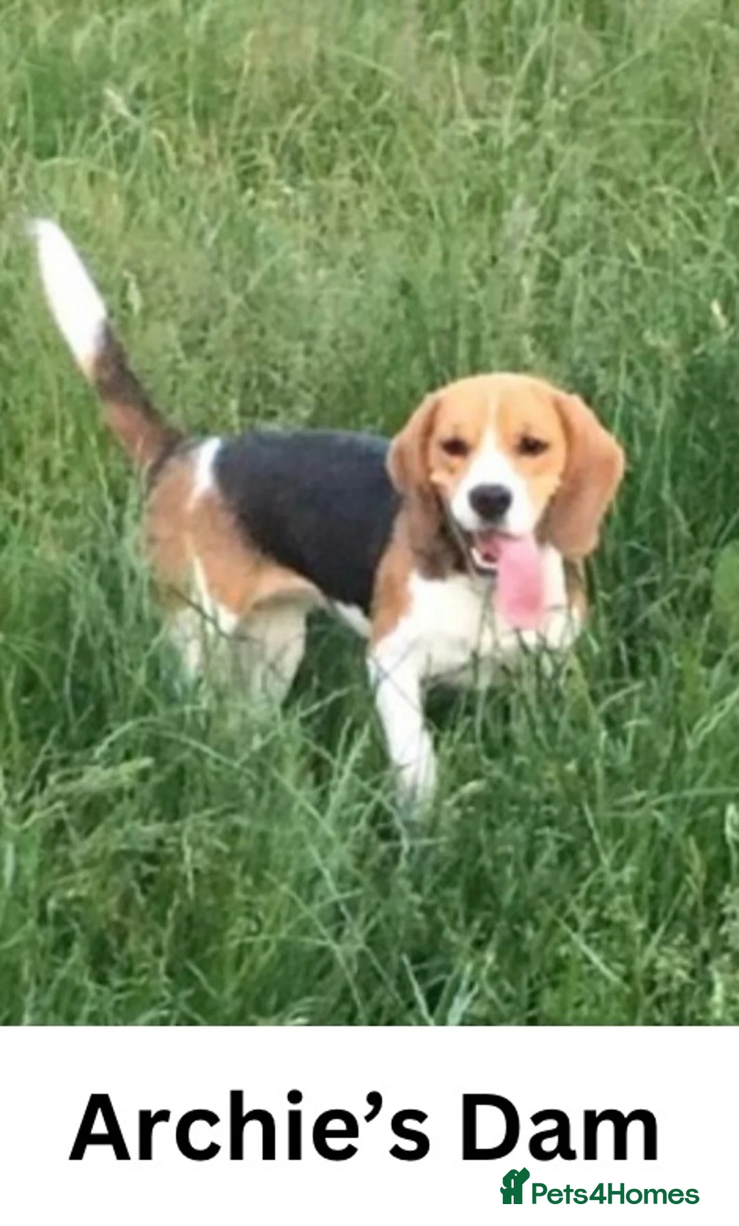 Beagle dogs for stud: Archie - Quality Proven KC Stud Dog in Plymouth - Advert 13