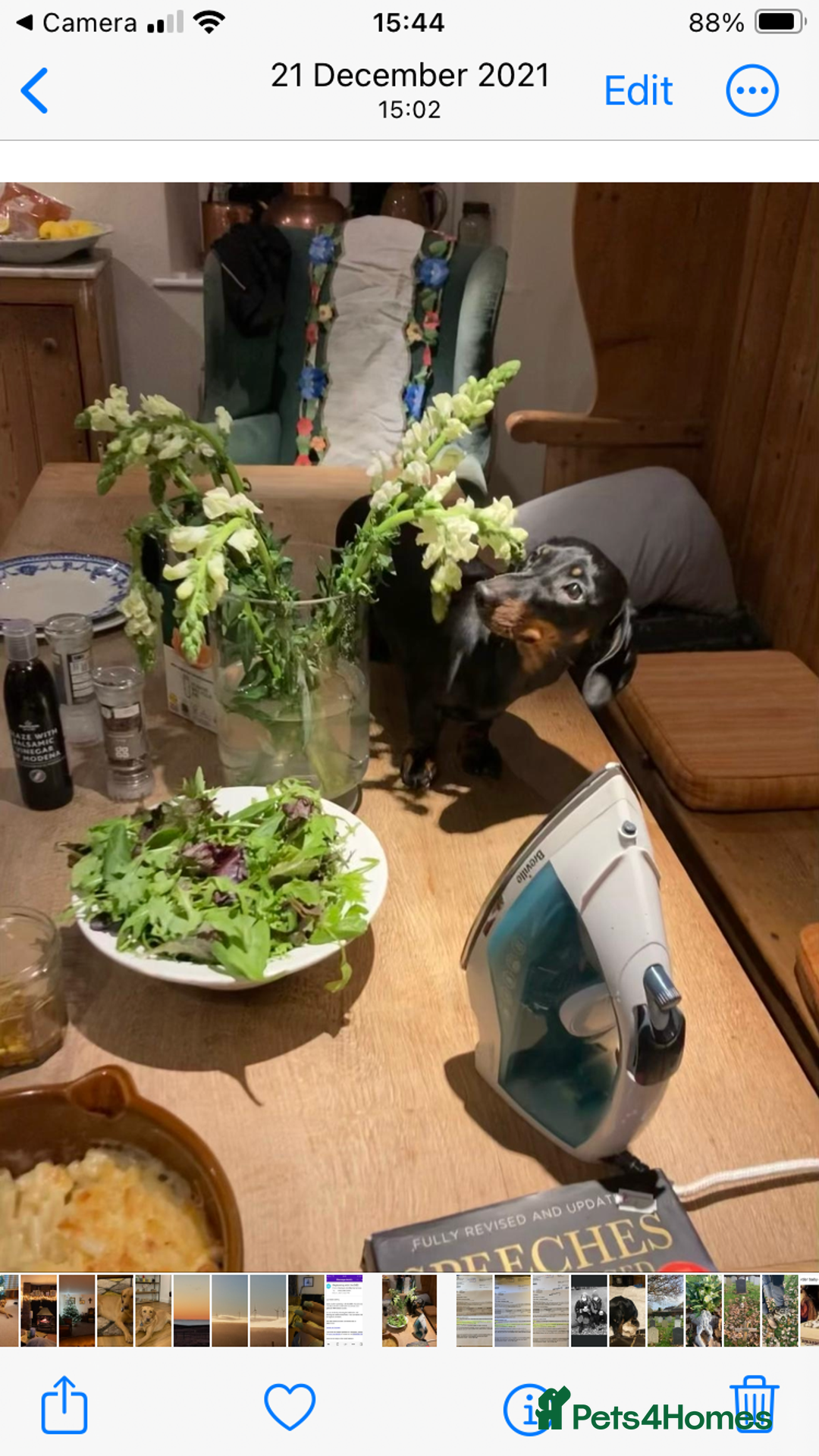 Miniature Dachshund dogs for sale: Beautiful KC miniature dachshund puppies - Advert 6