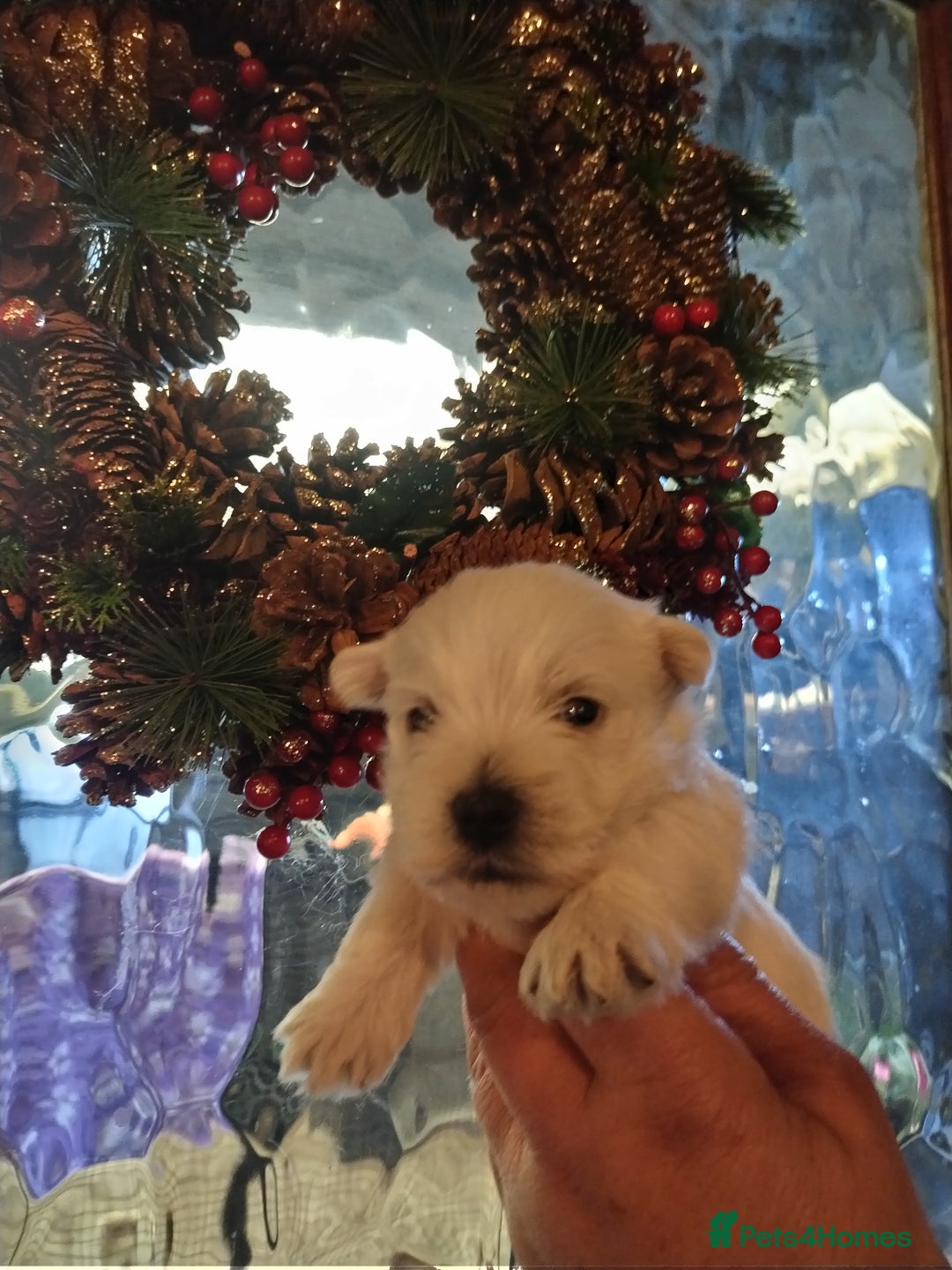 West Highland Terrier dogs for sale: Gorgeous kc bestie pups - Advert 13