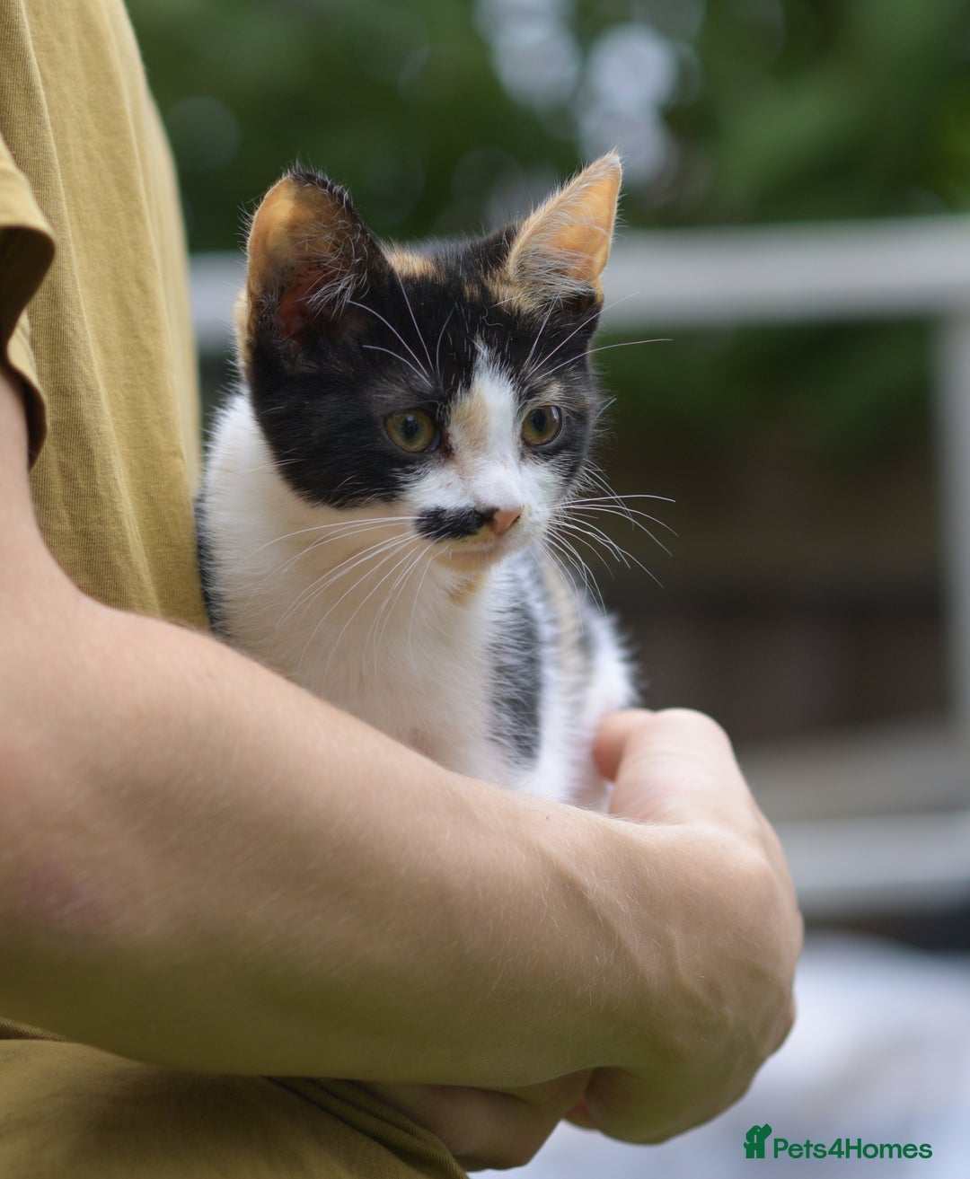 Mixed Breed cats for sale: playful lovely kittens grey torti black girls boys - Image 19