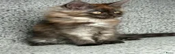 Maine Coon cats for sale: GCCF Maine Coon Kittens.  - Advert 10