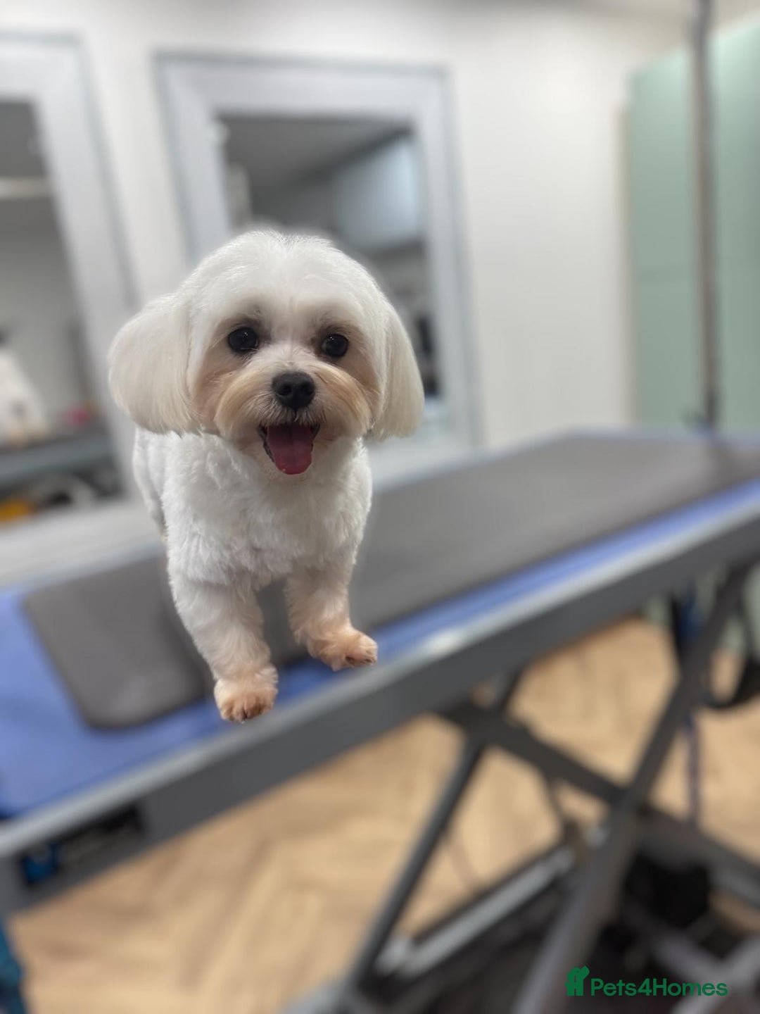 Maltipoo dogs for sale: 4 stunning maltipoo available  - Advert 1