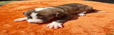 Lurcher Puppy 3