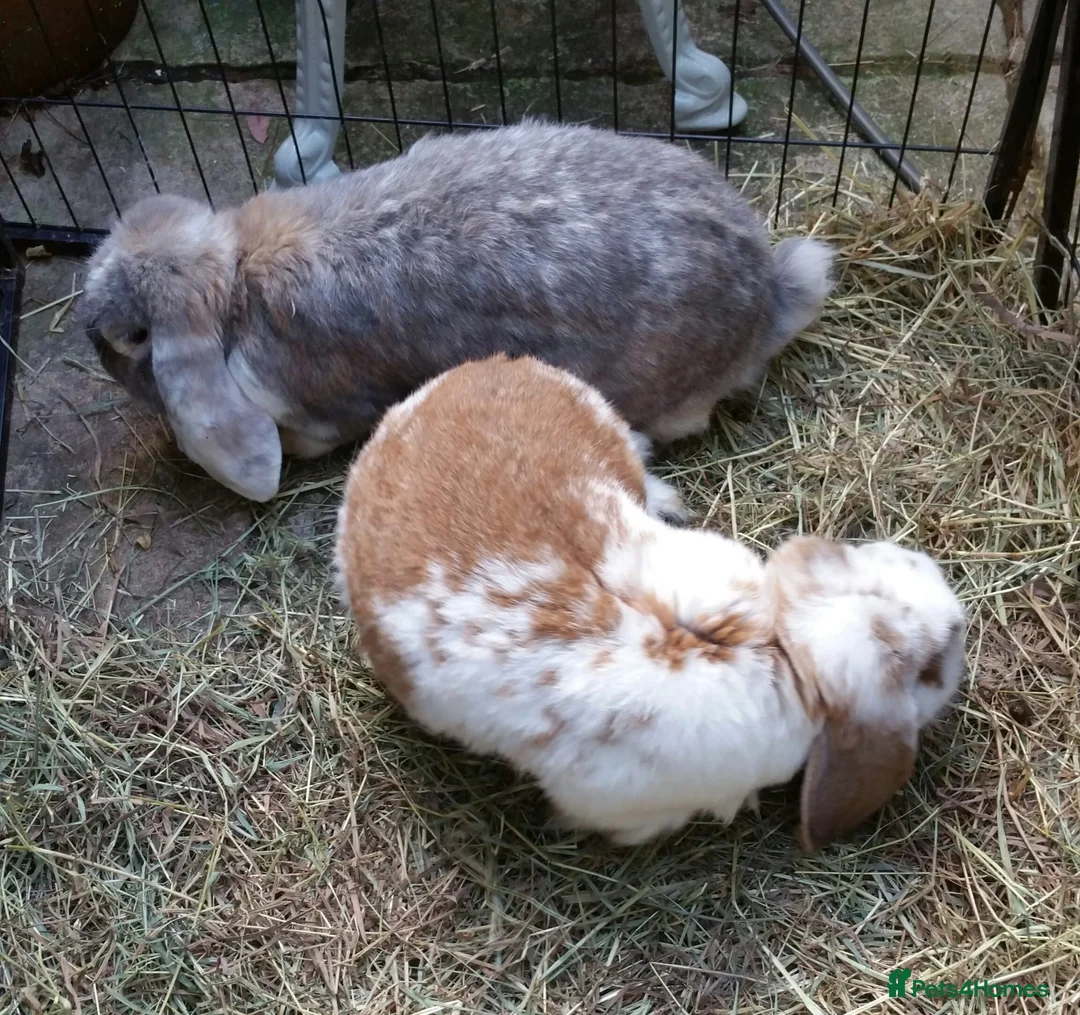 French Lop rabbits for sale: Giant French Lop Adult Doe - REHOME - VACCINATED  - Advert 7
