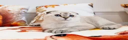 Scottish Fold cats for sale: 💙🐾 **Gorgeous Scottish Fold Boy ** - Advert 8