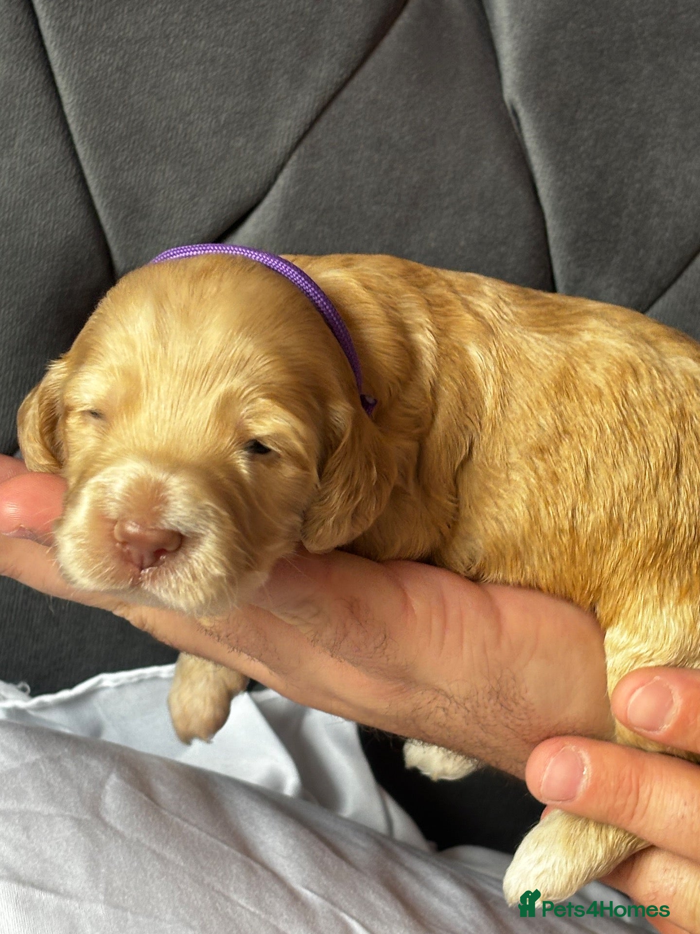 Cockapoo dogs Last female and male 🥰Cockapoo rainbow litter 🌈  - Advert 2