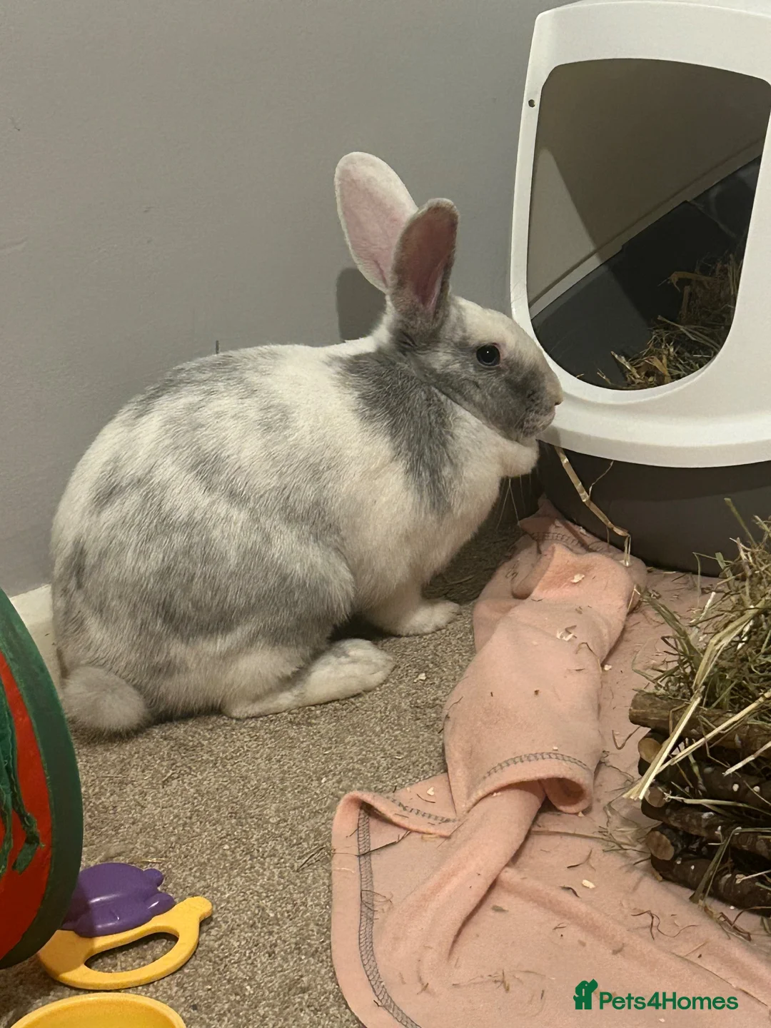 Mixed Breed rabbits for sale: grey and white marble rabbit in Stafford - Advert 2