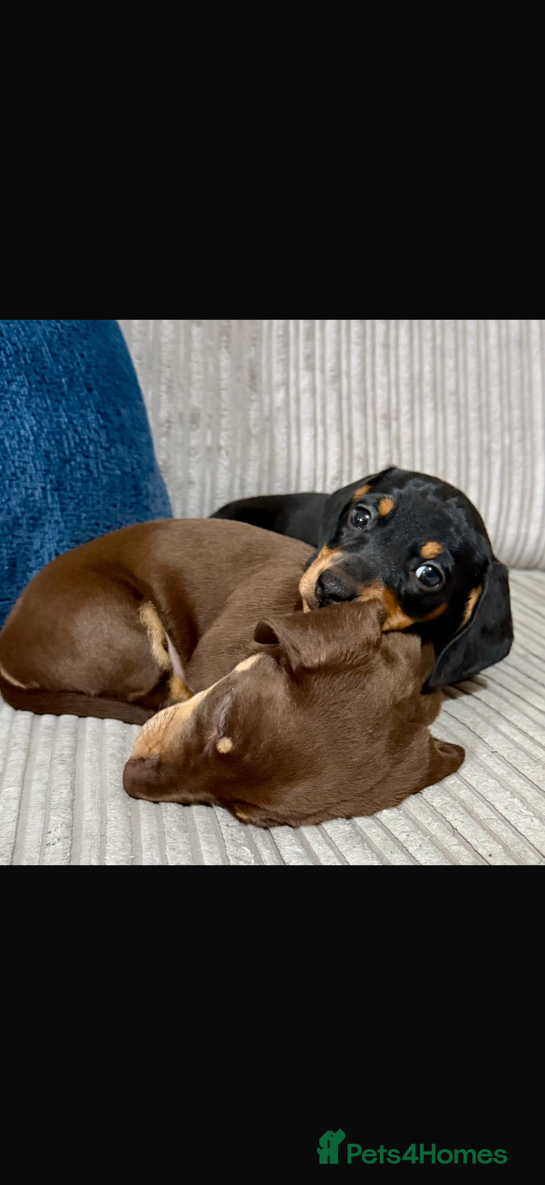 Miniature Dachshund dogs for sale: Two beautiful mini dash’s  - Image 2