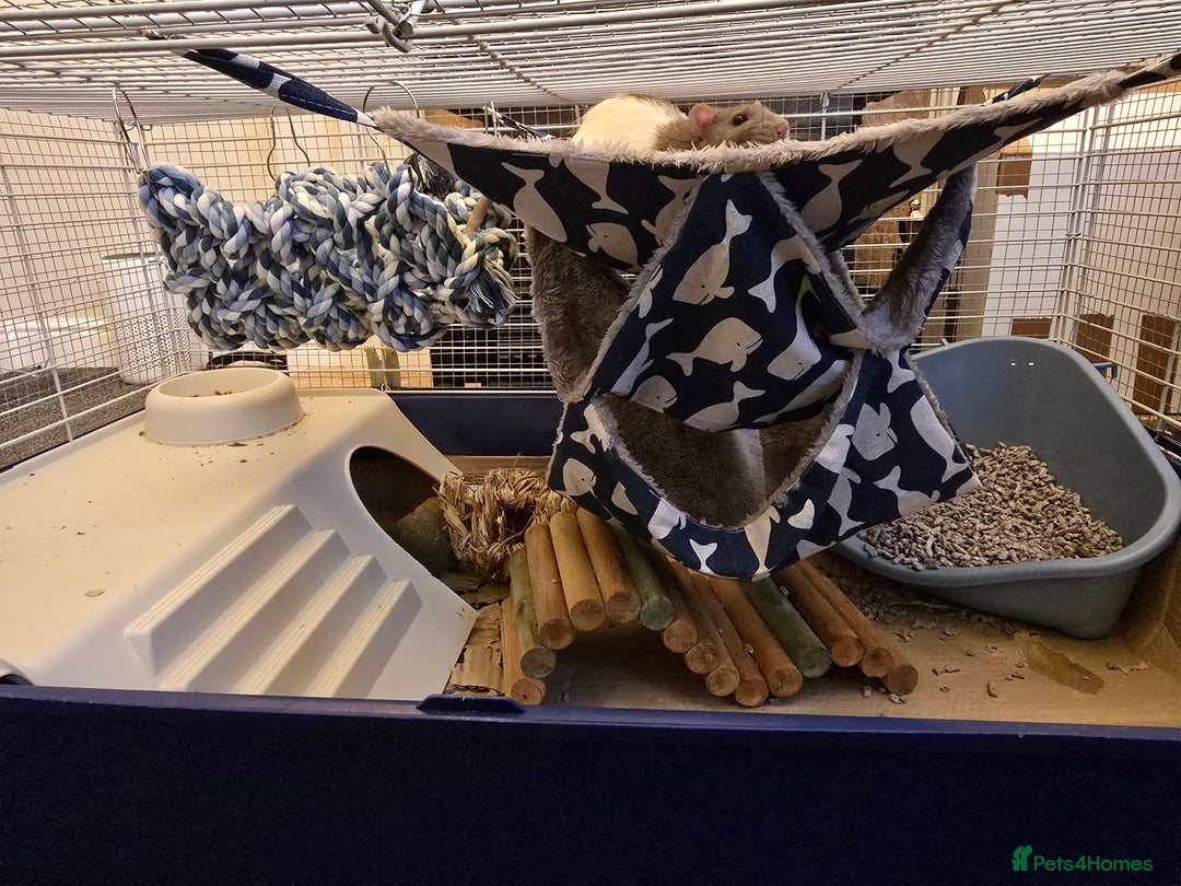 Rat rodents for sale: 2 male rats seeking a caring home - Image 2
