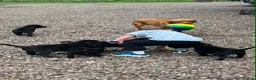 Labrador Retriever dogs for sale: Premium Labrador Puppies – Black and Charcoal - Advert 20
