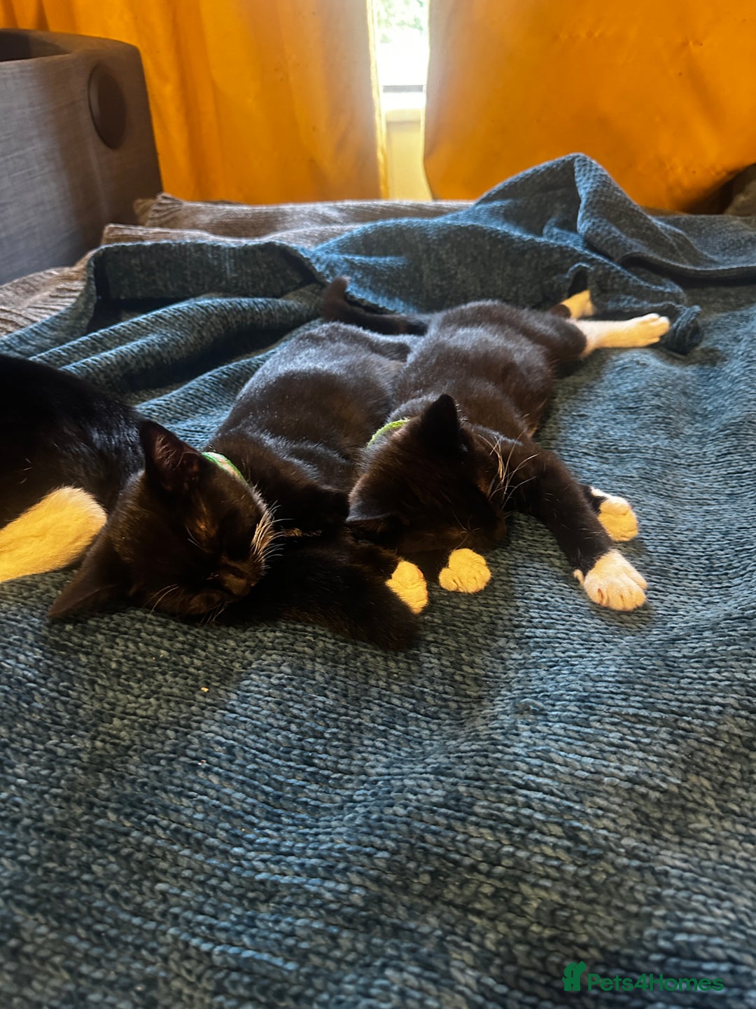 Mixed Breed cats for sale: Two handsome boys - Image 3