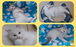 Ragdoll cats for sale: RAGDOLLS BOYS BLUE EYES VACCINATED MICROCHIPED  - Image 1