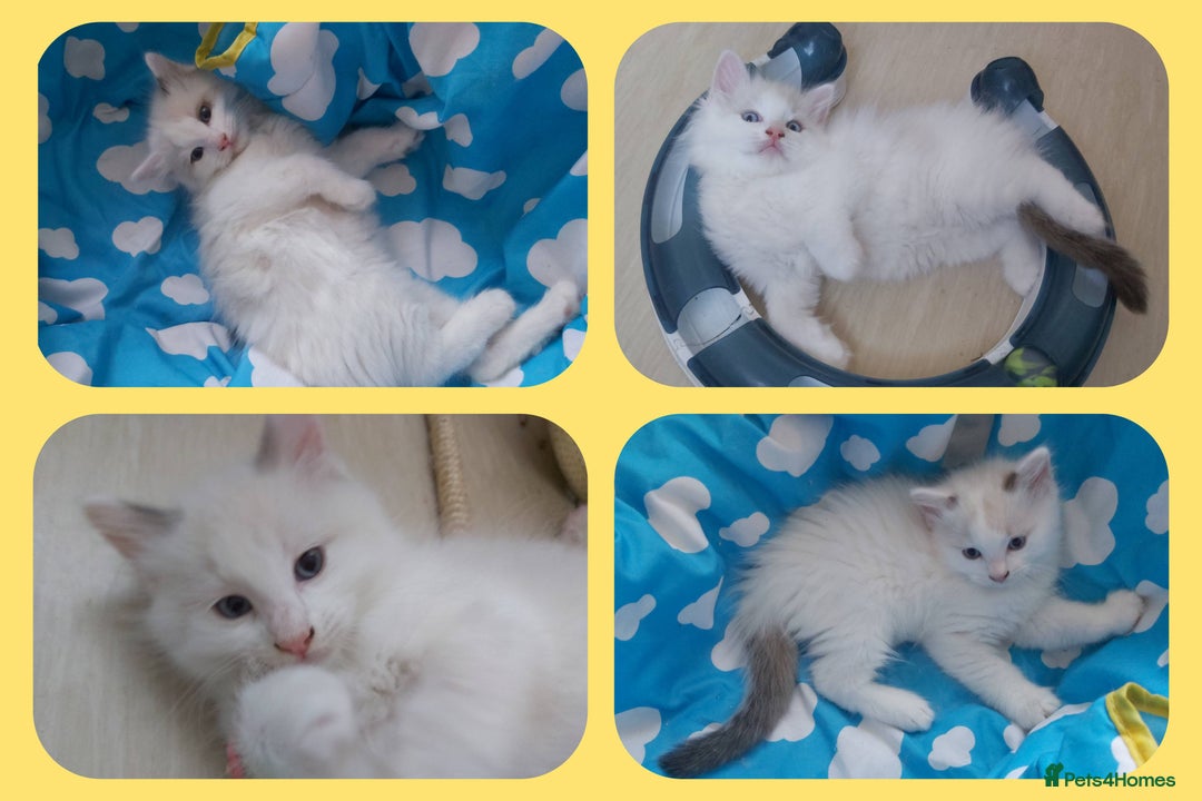 Ragdoll cats for sale: RAGDOLLS BOYS BLUE EYES VACCINATED MICROCHIPED  - Image 1
