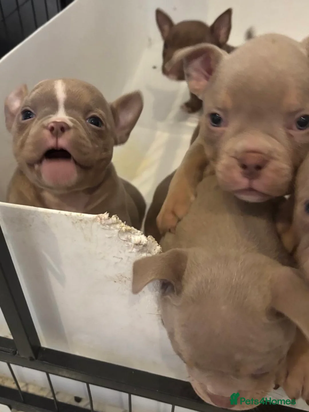 American Bully dogs for sale: New vids litter available in 5 weeks read ad  - Advert 10