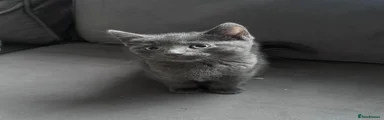 British Shorthair 4