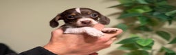 Miniature Dachshund dogs for sale: Pure Piebald Miniatures - Advert 1