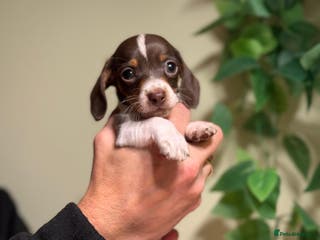 Miniature Dachshund dogs Pure Piebald Miniatures - Advert 16