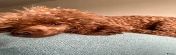 Miniature Poodle dogs for sale: Pedigree Miniature Poodles - Advert 2